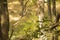 Wild Baby Rhesus Macaque Hanging Out on Branch