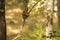 Wild Baby Rhesus Macaque Sitting on a Branch