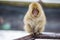 Wild Baby Snow Monkey on Fence