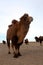 Wild bactrian camel