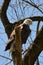 Wild Bald Eagle