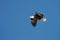 Wild bald eagle against blue sky