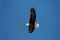 Wild bald eagle against blue sky