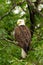 Wild Bald Eagle Perched in Tree