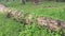 Wild balsam pear climbing plant crawling on the fallen dead trunk