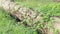 Wild balsam pear climbing plant crawling on the fallen dead trunk