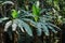 Wild banana trees in forest