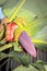 Wild Bananas Musa balbisiana growing, Uganda, Africa