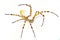 Wild banded garden orb weaving weaver spider - Argiope trifasciata - light color morph lacking black bands on abdomen. Yellow