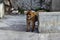 Wild barbary macaque or called simply Gibraltar monkeys show