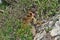 Wild Barbary macaque hide on Rock of Gibraltar