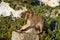 Wild Barbary macaque sitting on Rock