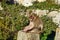 Wild Barbary macaque sitting on Rock