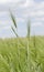 Wild barley field in a sunny and windy day, plant shaken, clouds on blue sky