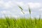 Wild barley field in a sunny and windy day, plant shaken, clouds on blue sky