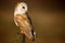 Wild barn owl