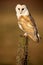 Wild Barn owl