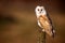 Wild Barn owl