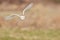 Wild barn owl flying