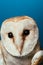 Wild barn owl muzzle isolated on blue