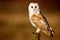 Wild barn owl on a post