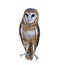 Wild barn owl on white background