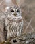 Wild Barred Owl