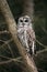 Wild Barred Owl