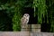 Wild Barred Owl on a Fence Post