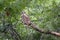 Wild Barred Owl Watches Intensely Before Sunrise