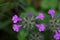 Wild basil flower (Clinopodium vulgare)