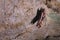 A wild bat hangs in a dream on the ceiling of a stone cave. Little bats in the North Caucasus