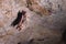 A wild bat hangs in a dream on the ceiling of a stone cave. Little bats in the North Caucasus