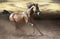 Wild bay horse galloping fast across dusty steppe