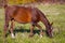 Wild Bay horse walking on a green meadow