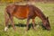 Wild Bay horse walking on a green meadow