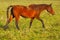 Wild Bay horse walking on a green meadow