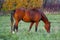 Wild Bay horse walking on a green meadow