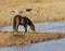 Wild Bay Stallion at the Water Hole