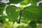 Wild beaked hazelnut involucre hangs from a branch