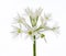 Wild Bear Garlic Flower Isolated on White