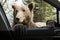 Wild Bear On My Car Window