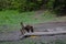 Wild bear sits in a clearing on a small log and eats corn, animals