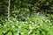 Wild bears garlic Allium ursinum in flower in the riparian forest in Leipzig, Germany