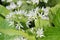 Wild bears garlic flowers at springtime, edible culinary herb