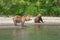 wild bears on the shore of Kurile Lake in Kamchatka, Russia