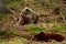 Wild bears of Synevyrska Polyana, brown bears rehabilitation center in Ukraine.