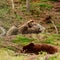 Wild bears of Synevyrska Polyana, brown bears rehabilitation center in Ukraine.