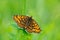 Wild beautiful butterfly, Heath Fritillary, Melitaea athalia, sitting on the green leaves, insect in the nature habitat, spring in