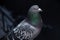 Wild beautiful dove close-up on a dark background. The speckled wings, the head is gray with red eyes and a gorgeous neck with